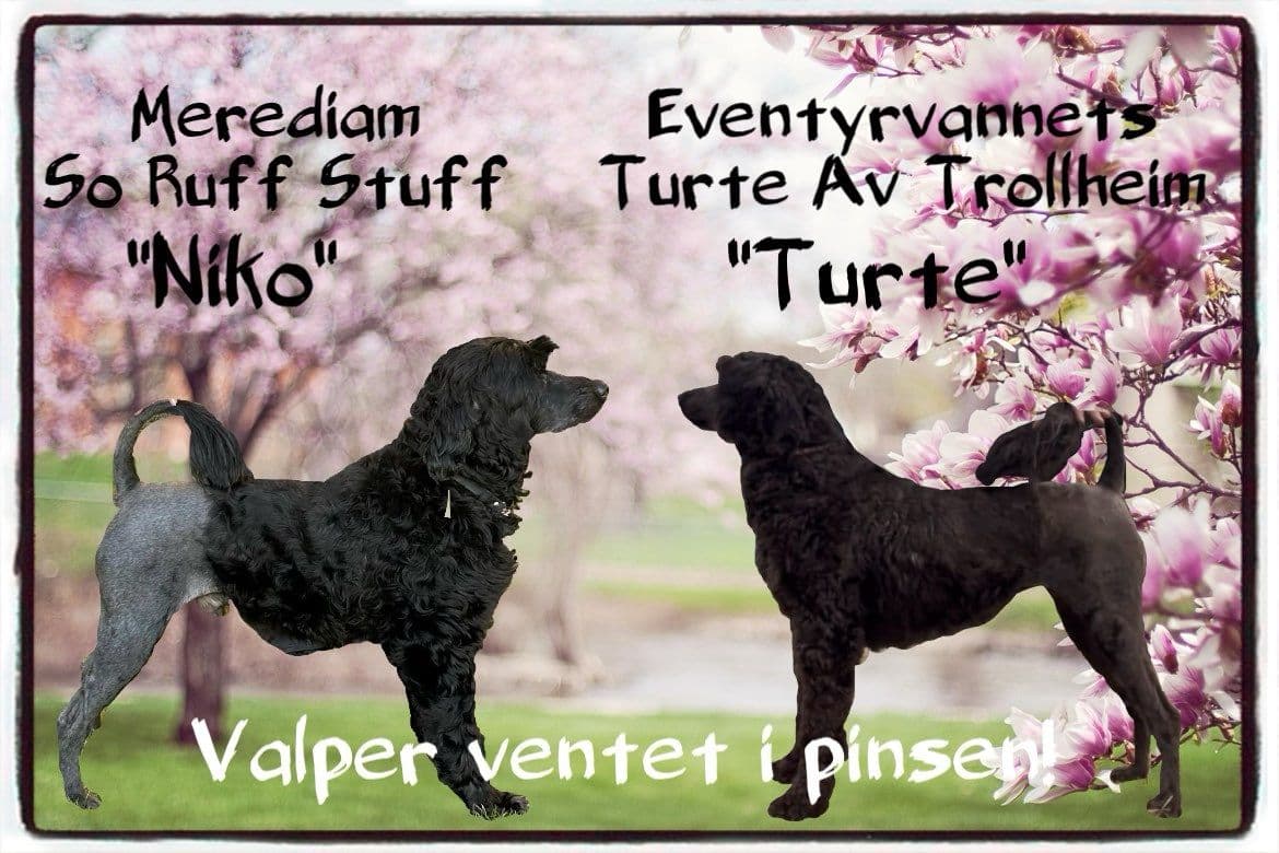 Portugisisk vannhund valper
