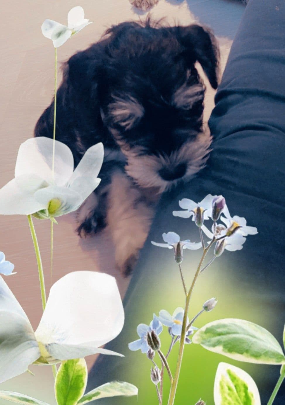 Kennel Tjurrupynten har Dvergschnauzer Sort/Silver valper