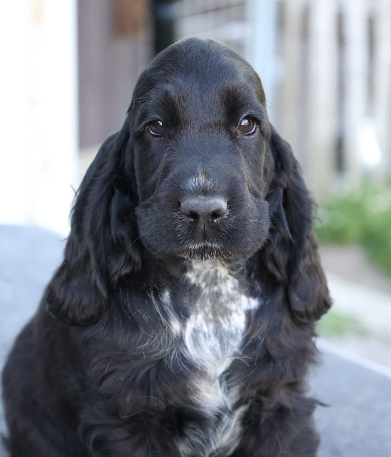 Engelsk Cocker Spaniel valper