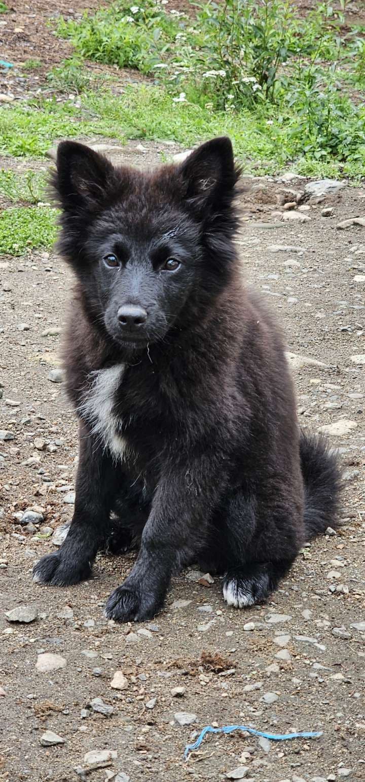 Lapphund