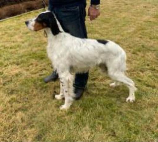 Engelsk setter valper ventes