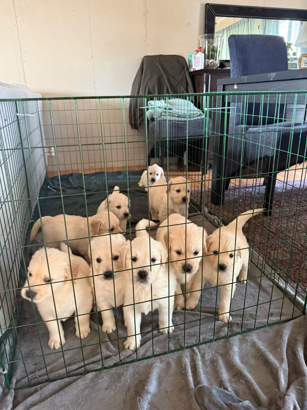 Golden Retriever valper