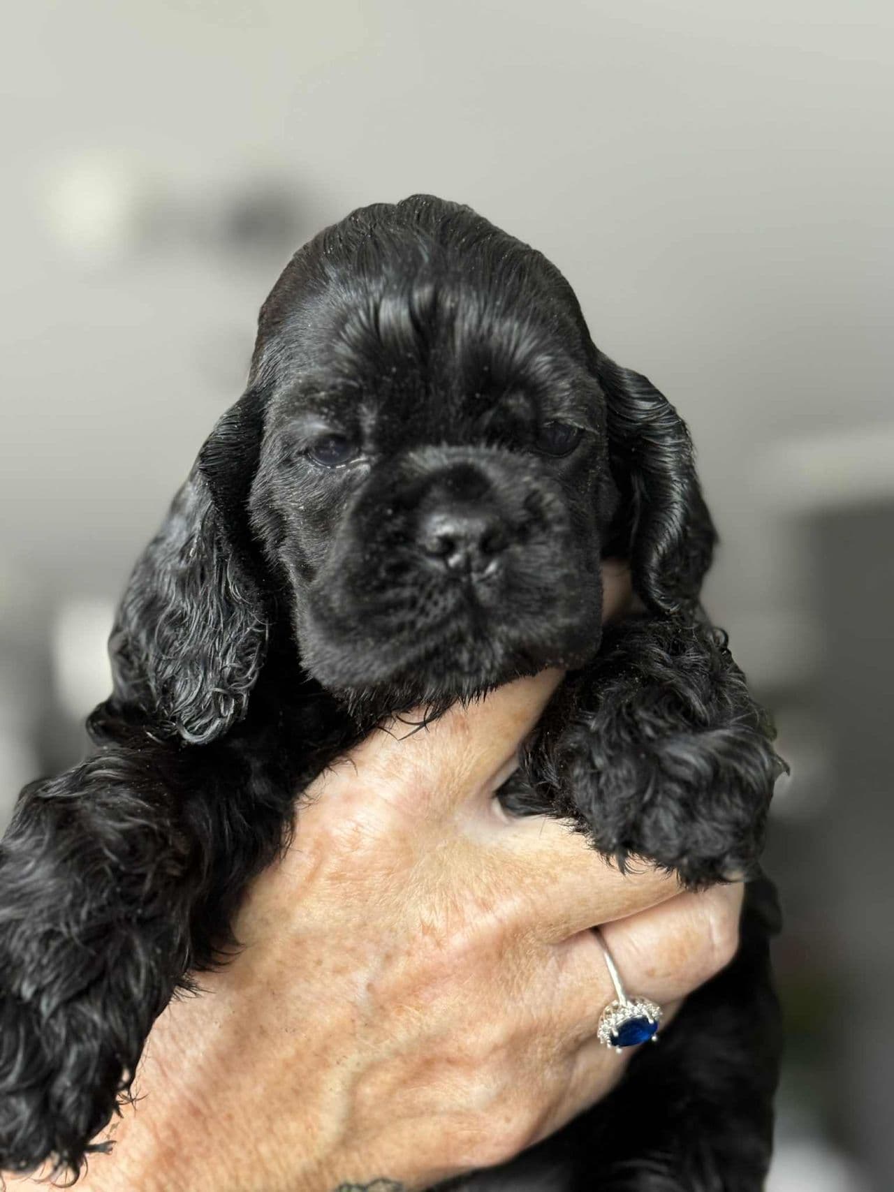 Amerikansk cocker spaniel valper til salgs