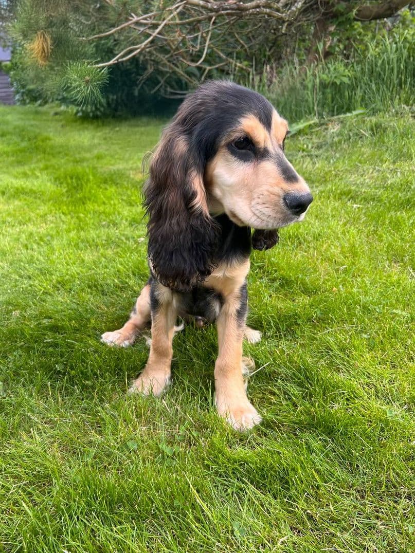 Engelsk Cocker Spaniel