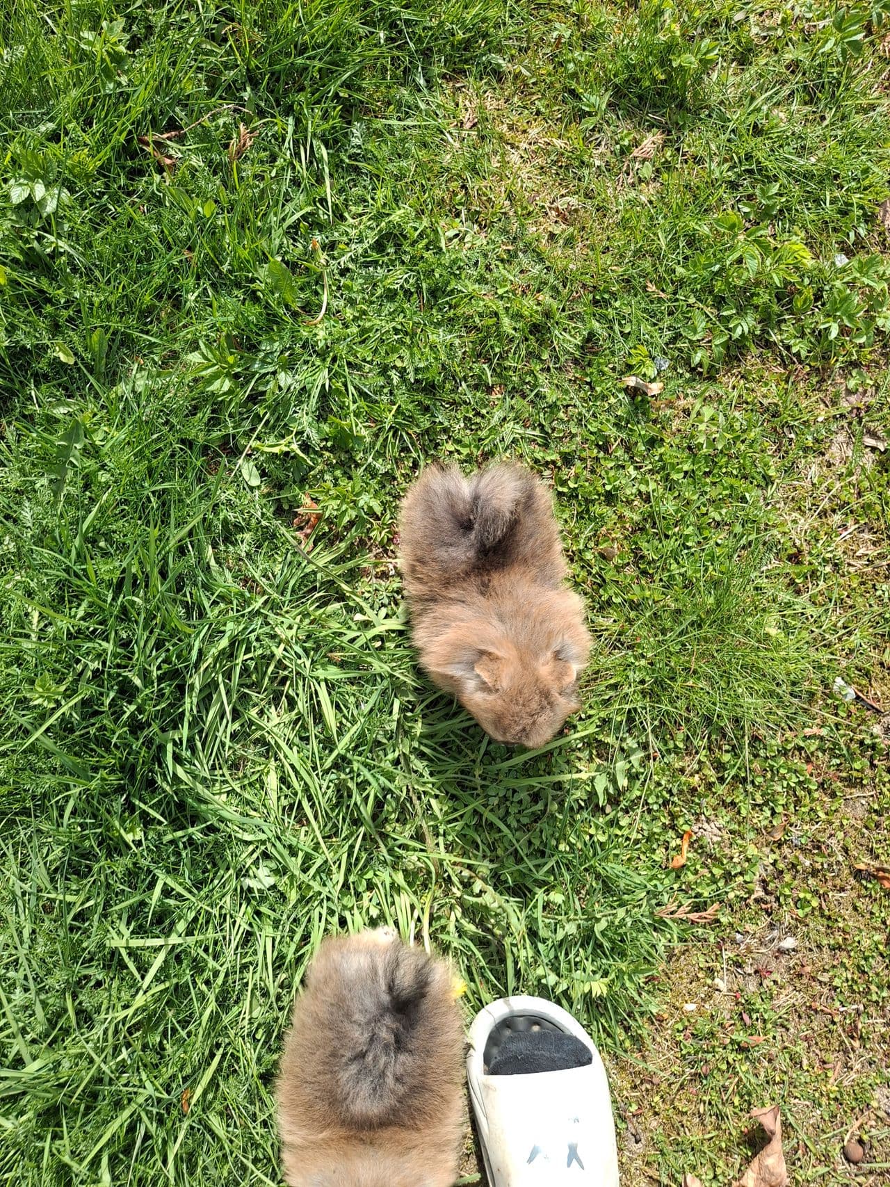 2 hann valper pomeranian