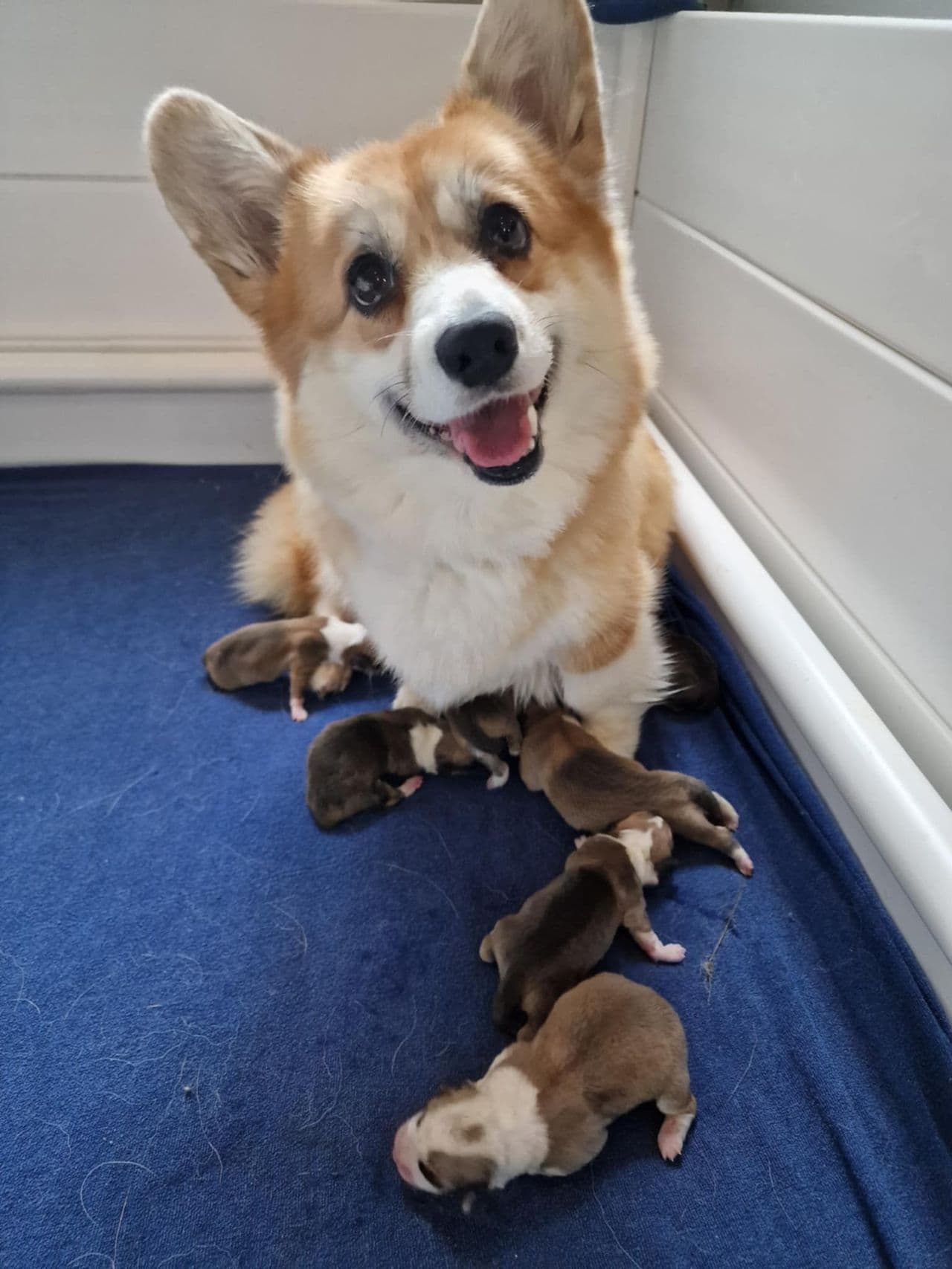 Welsh Corgi Pembroke-valper til salgs