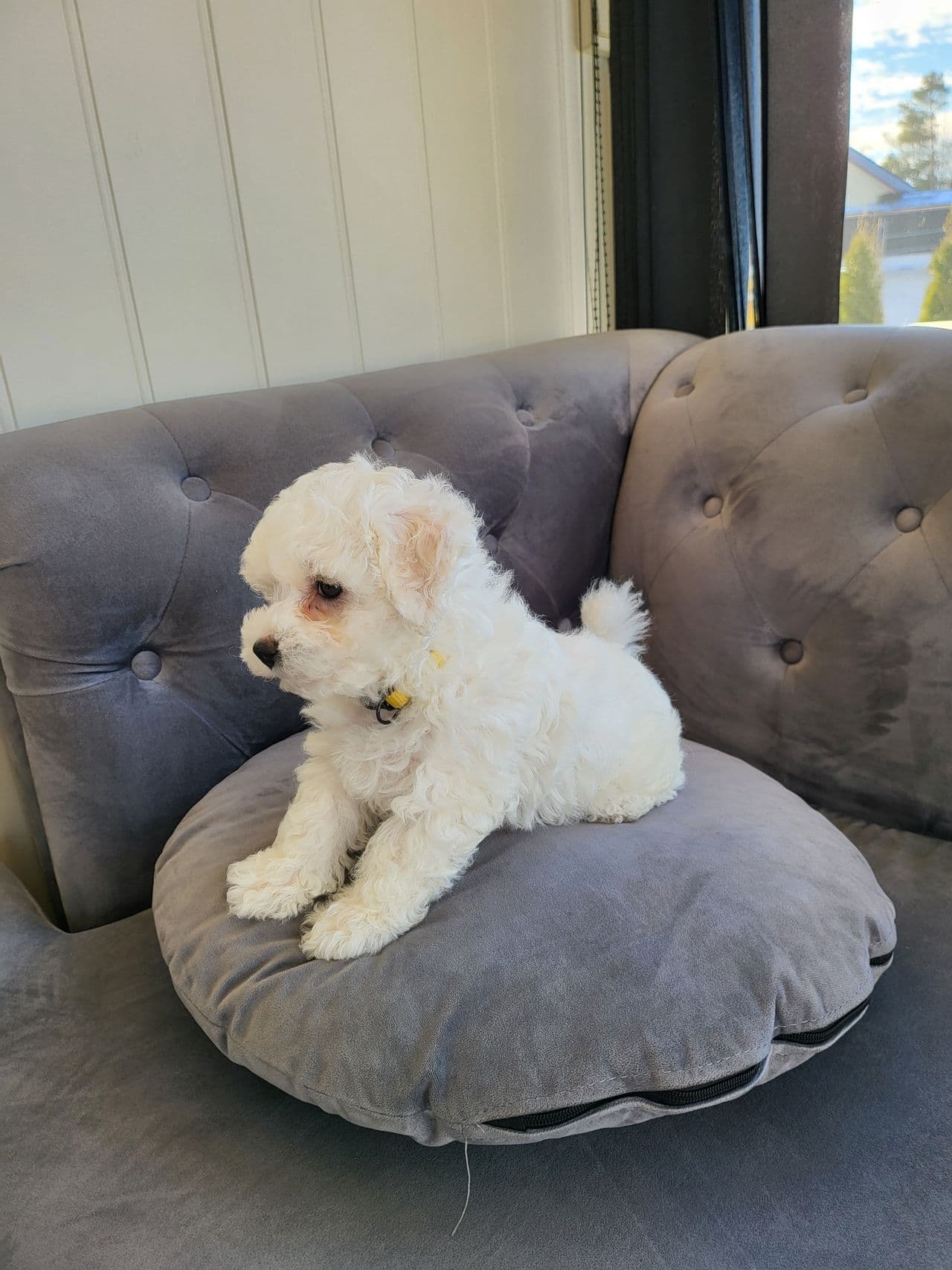 Ren rase Bichon frise valp