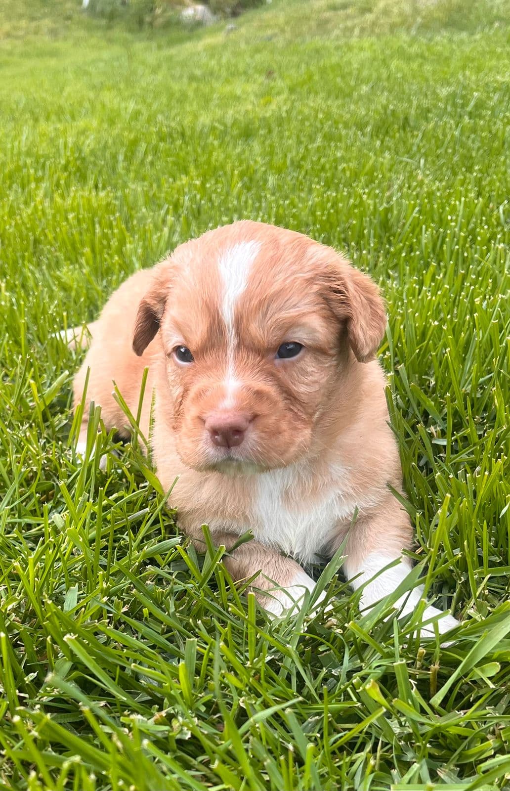 Nova Duck Tolling Retriever