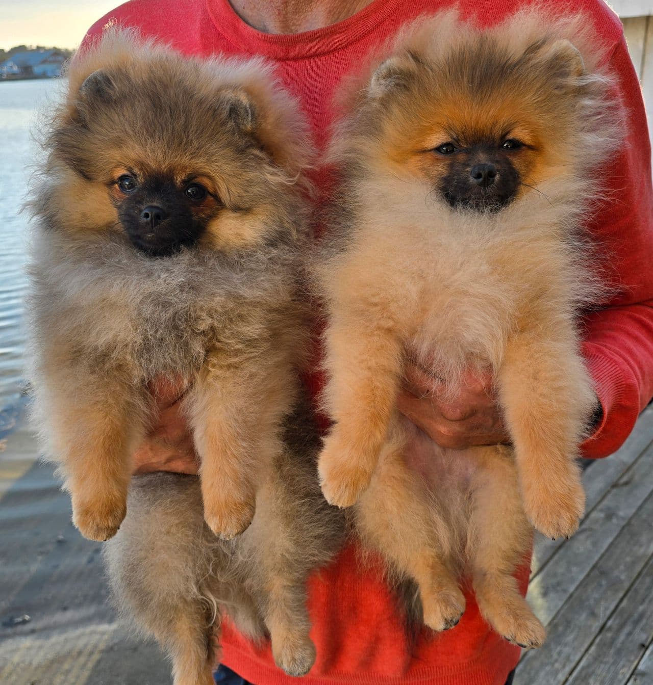 NKK reg pomeranian jente & gutt 5 mnd, etter Int Champion Ta Bozi's Winstonja⭐️
