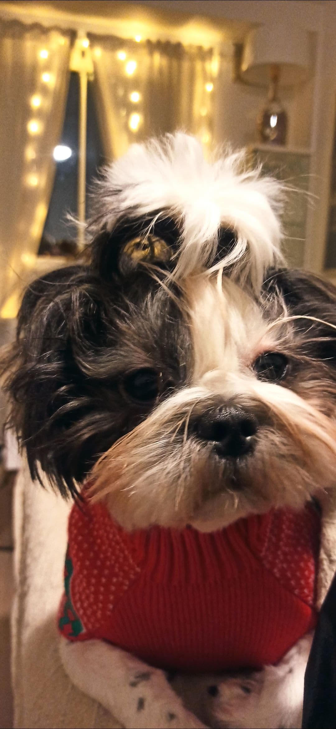 Shih Tzu Puppies for Sale – Ready for New Homes from May 16th!