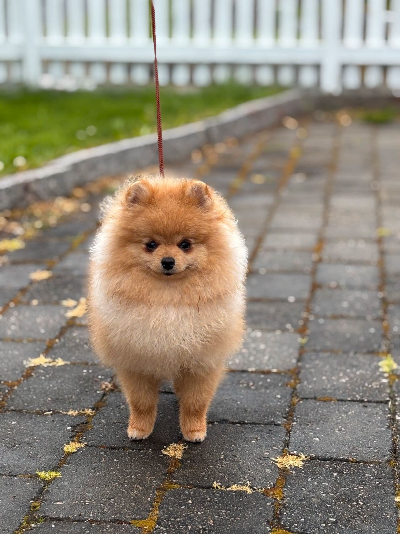 Herlig Pomeranian hannvalp selges