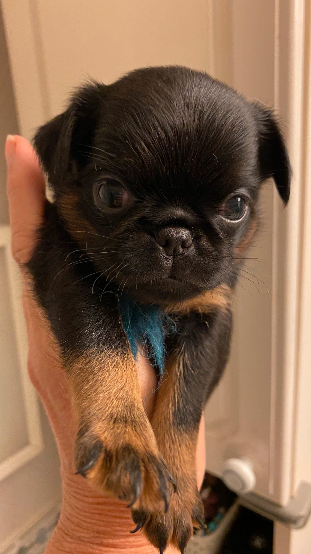 Petit Brabancon valper