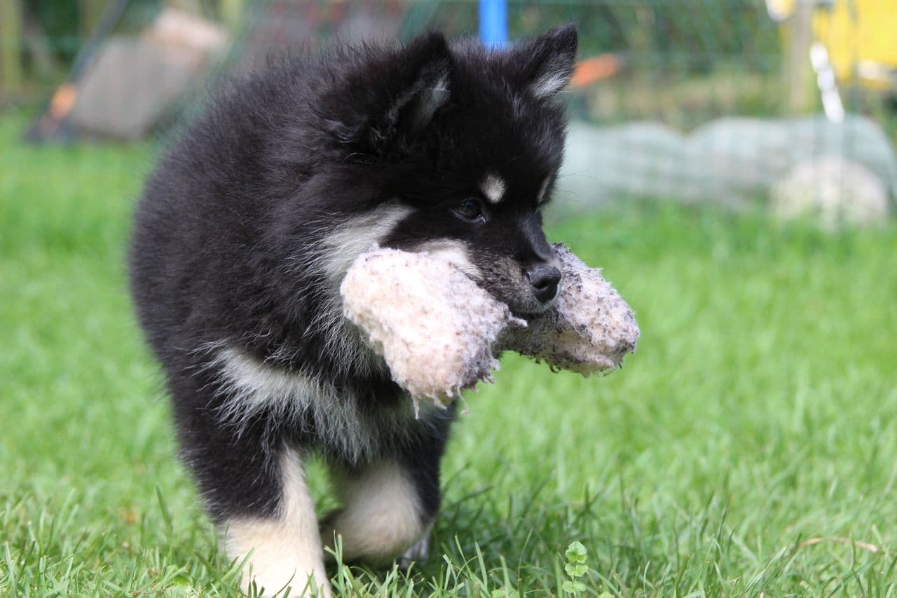Finsk lapphund valper
