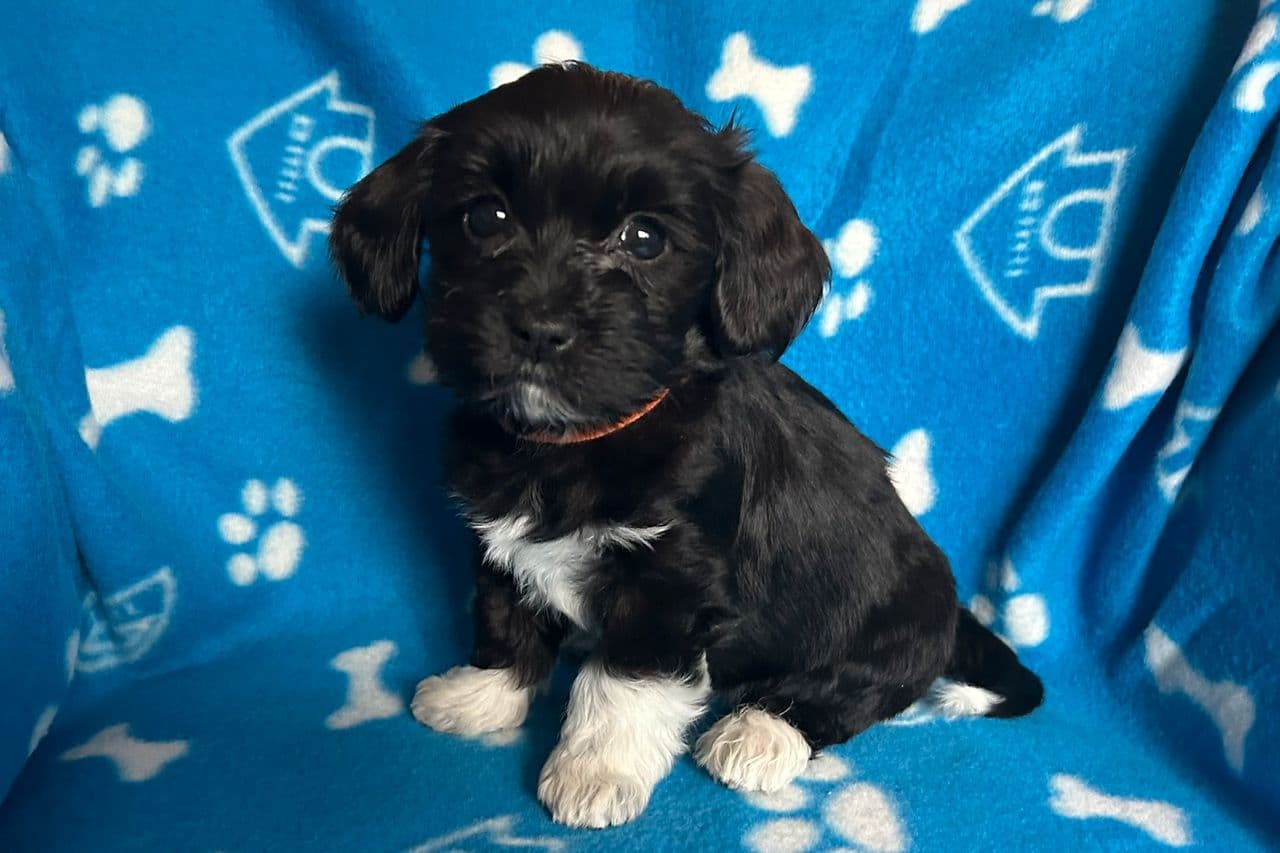 Bichon havanais valper født