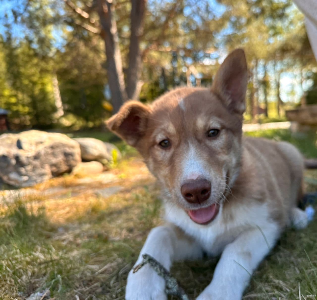 HuskyValp selges kun til det rette hjem