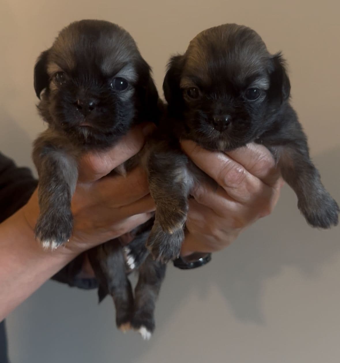 Tibetansk spaniel valper søker gode hjem