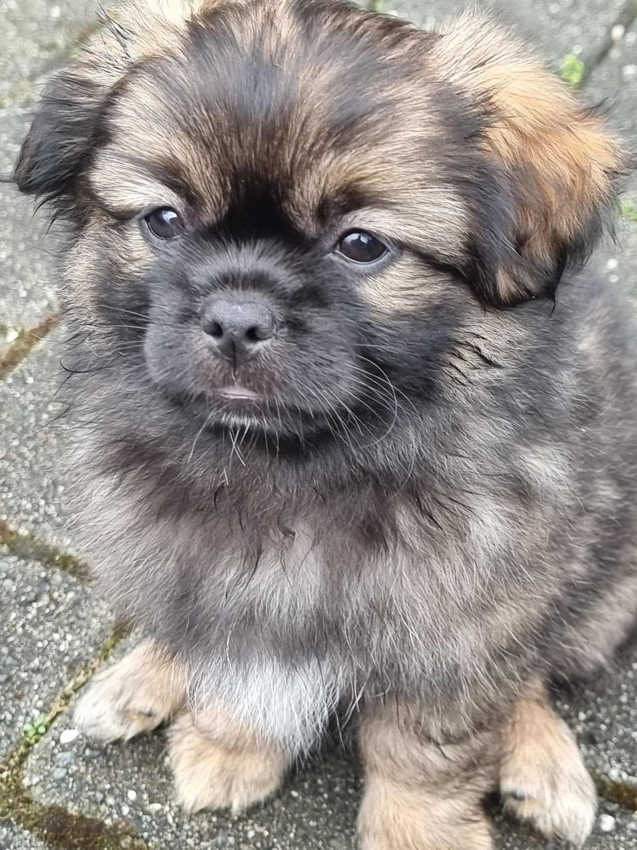 Leveringsklar Tibetansk Spaniel
