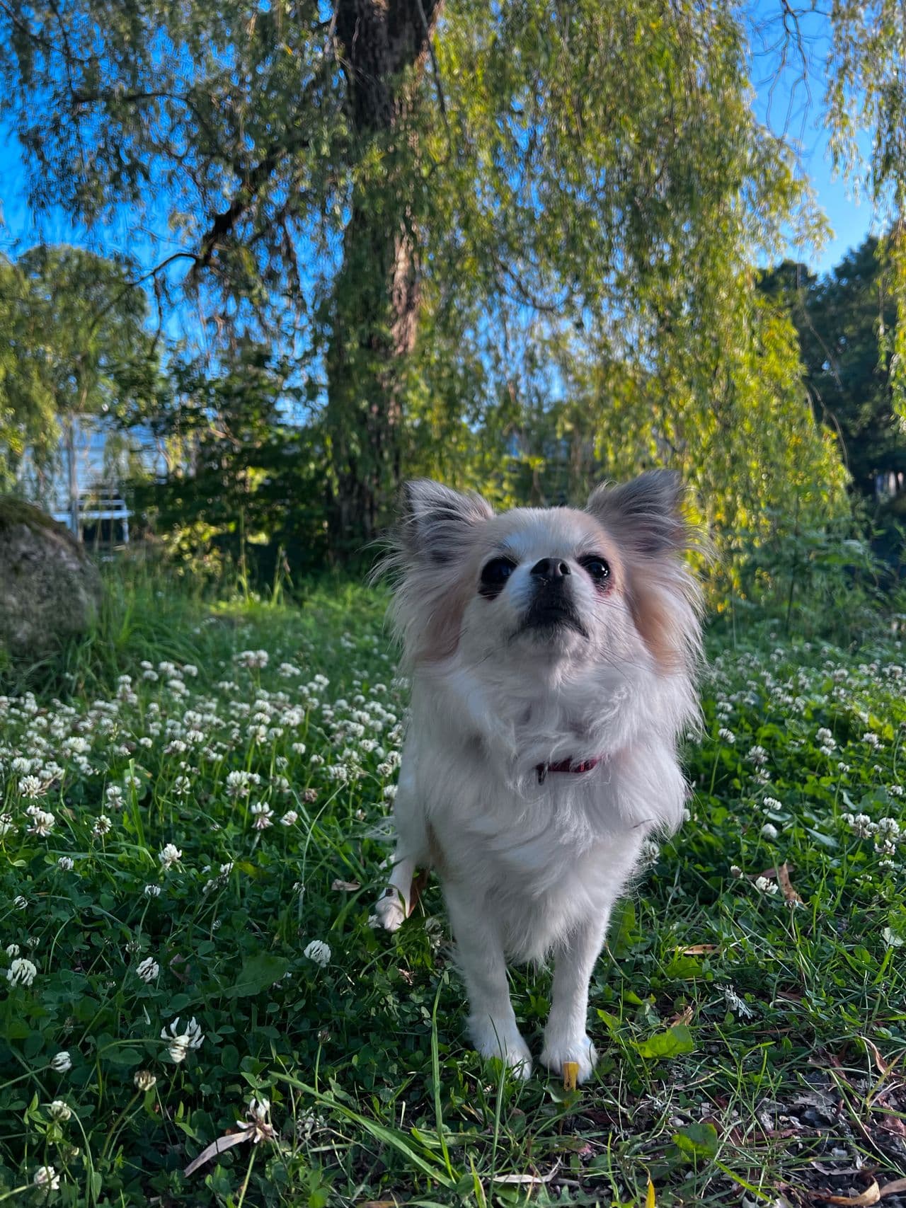 Voksen langhåret chihuahua