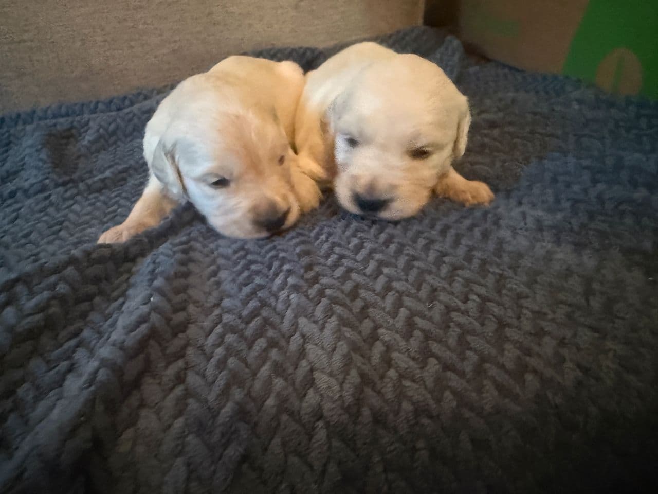NKK-registrerte Golden Retrievervalper født 10. juni.Henteklare uke 32