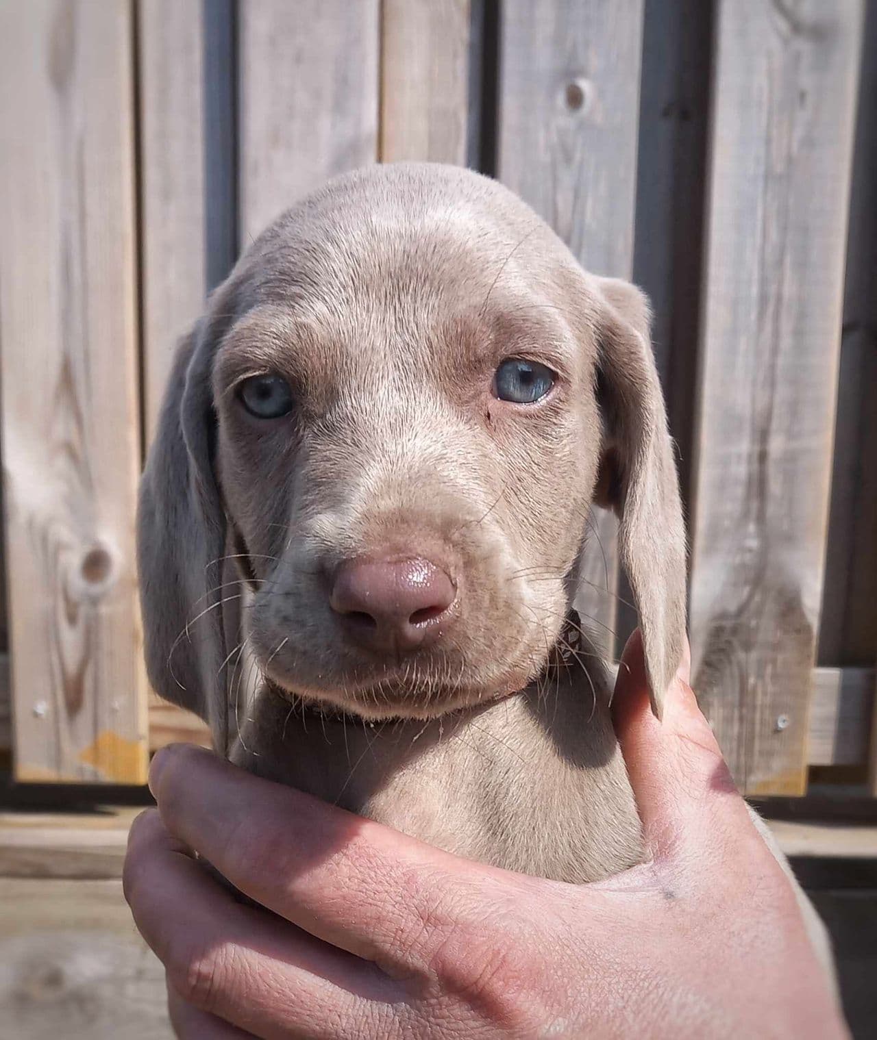 Weimaraner valper