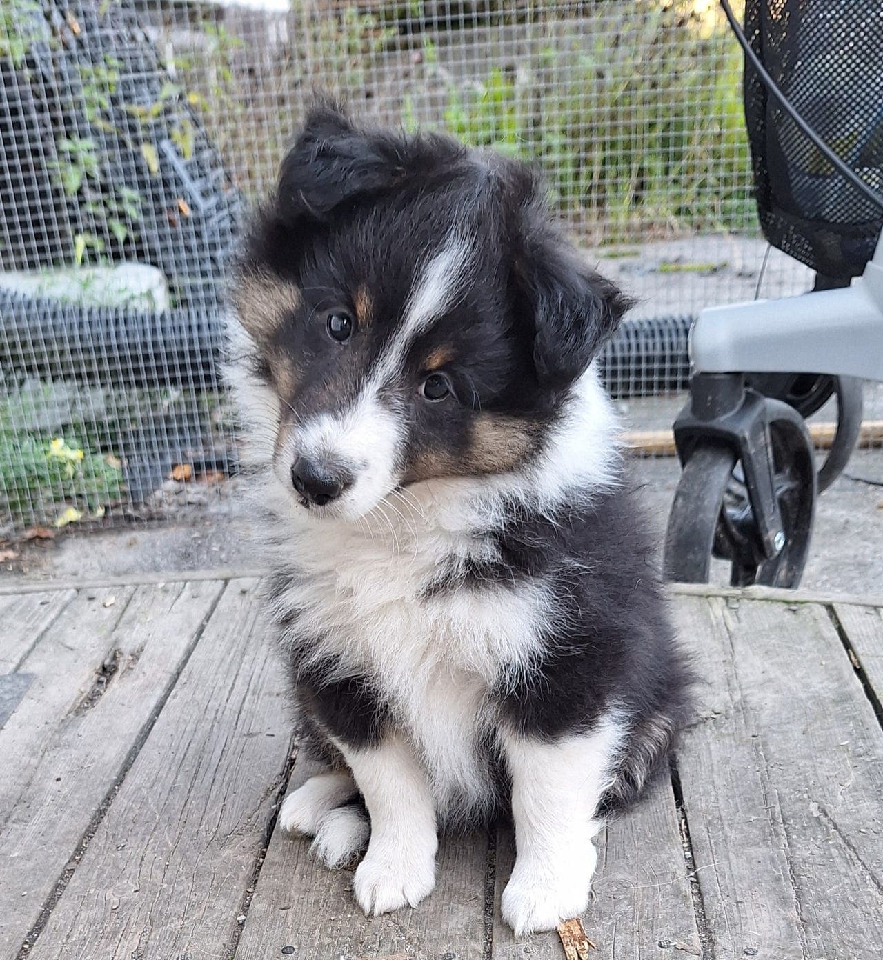 Shetland sheepdog valp hanne