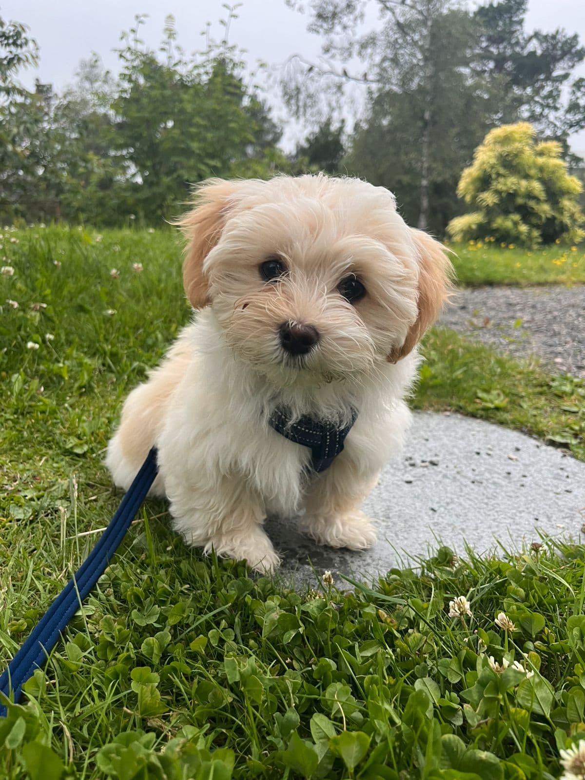 Bichon havanais valp 3 måneder