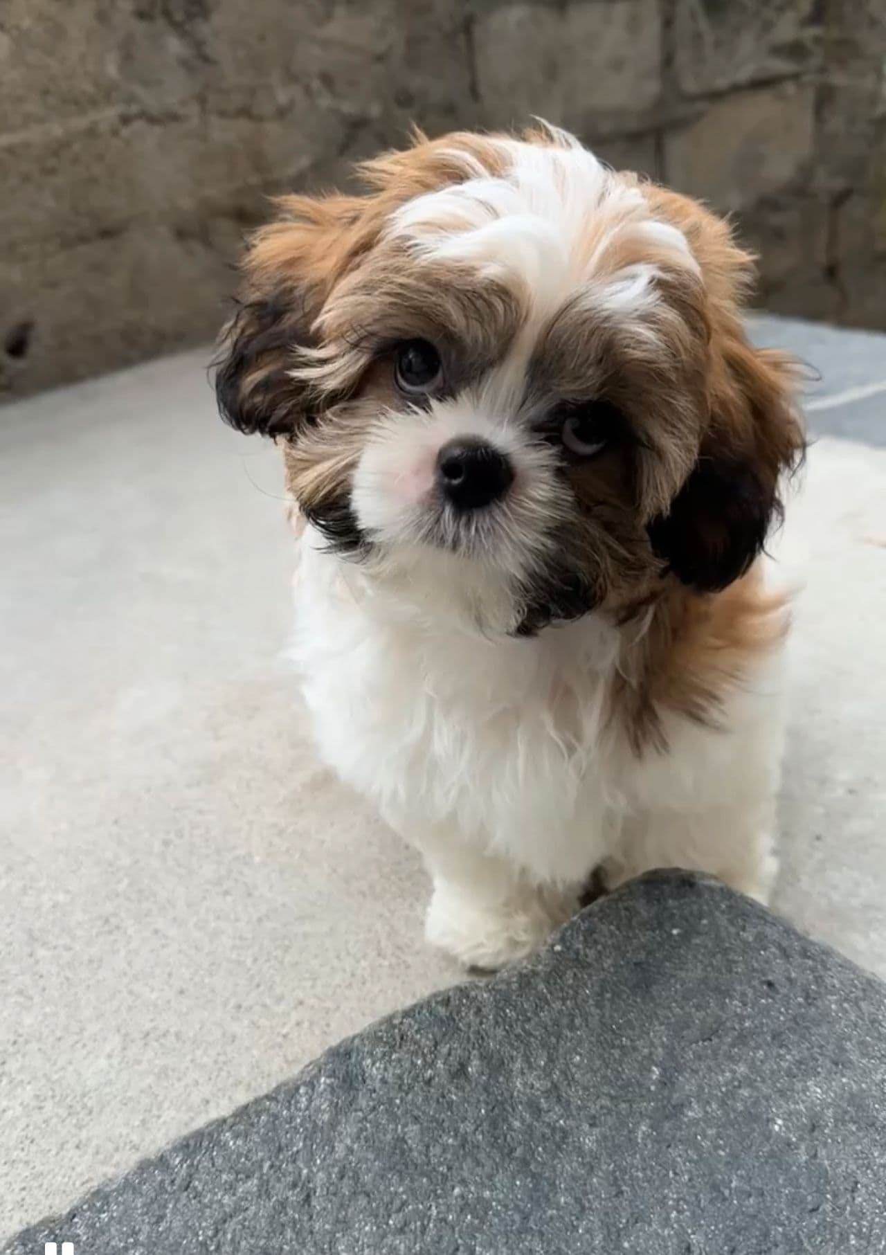 Shih Tzu valp 4 mnd