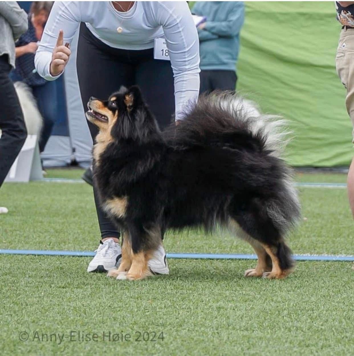 Finsk lapphund