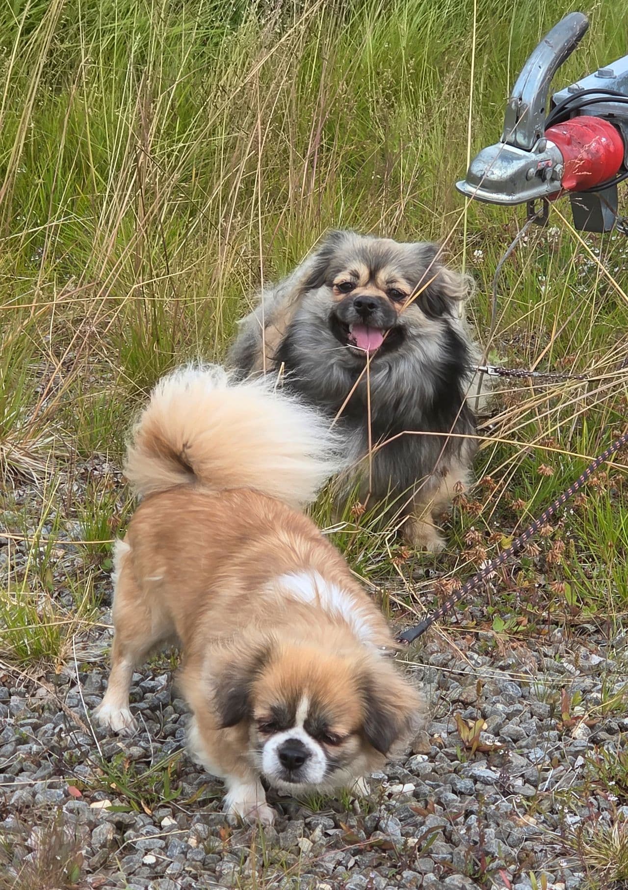 Tibetansk spaniel hanne 3 år. FORVERT søkes