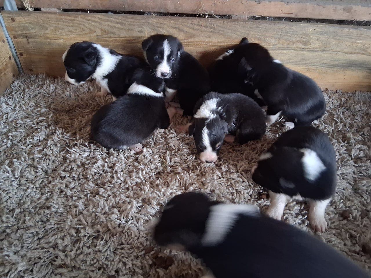 5 tisper og 4 hanner Border Collie