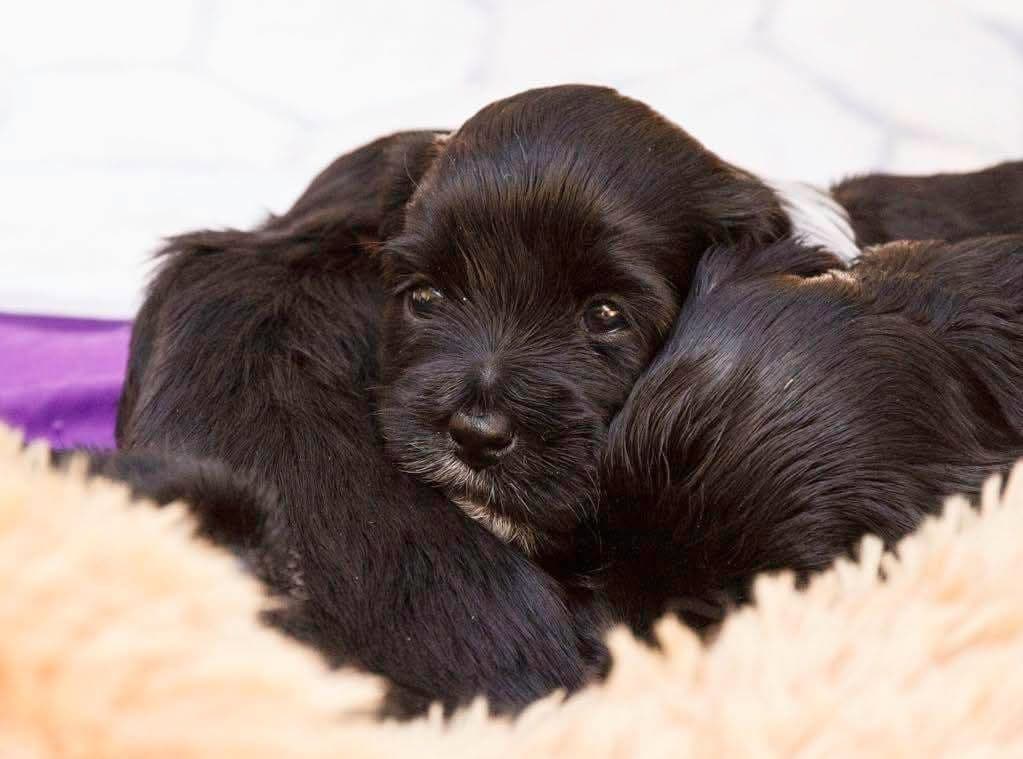 Tibetansk terrier hann valp ledig