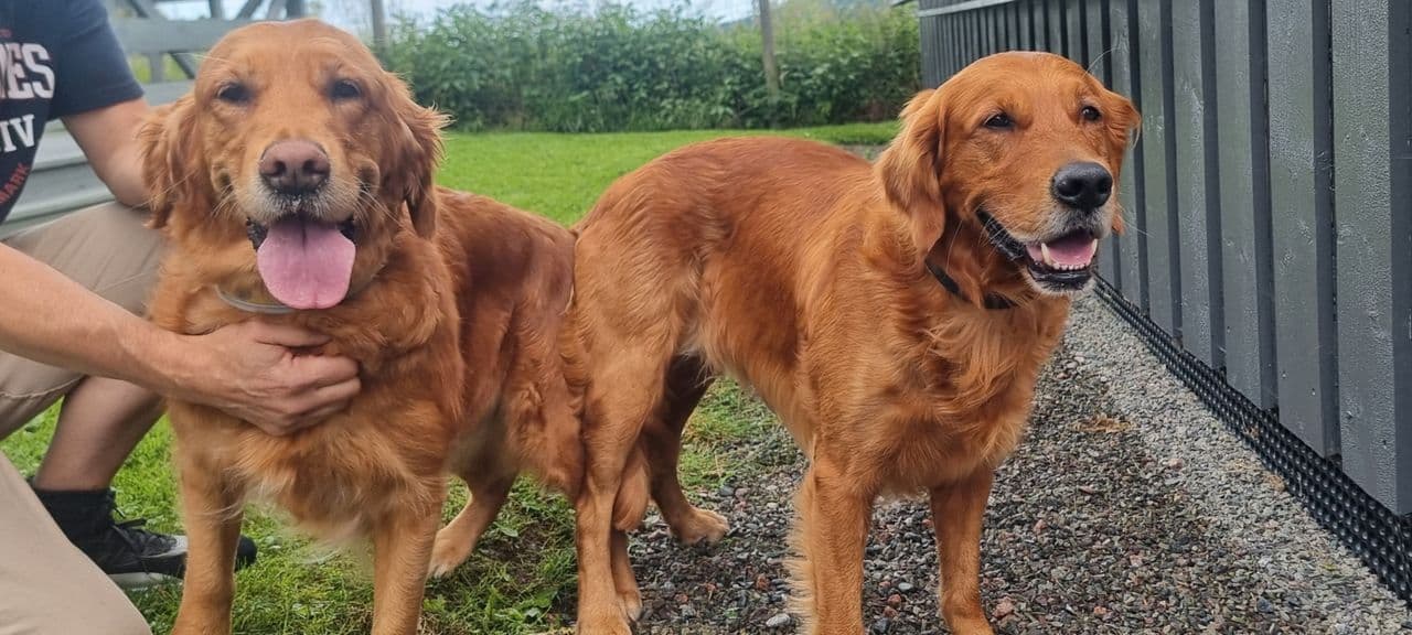 Golden Retriever (jaktlinjer)