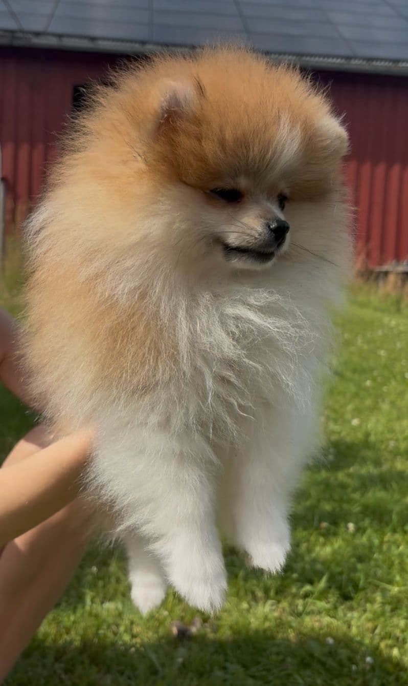 Leveringsklar - NKK-registrert pomeranian hann selges
