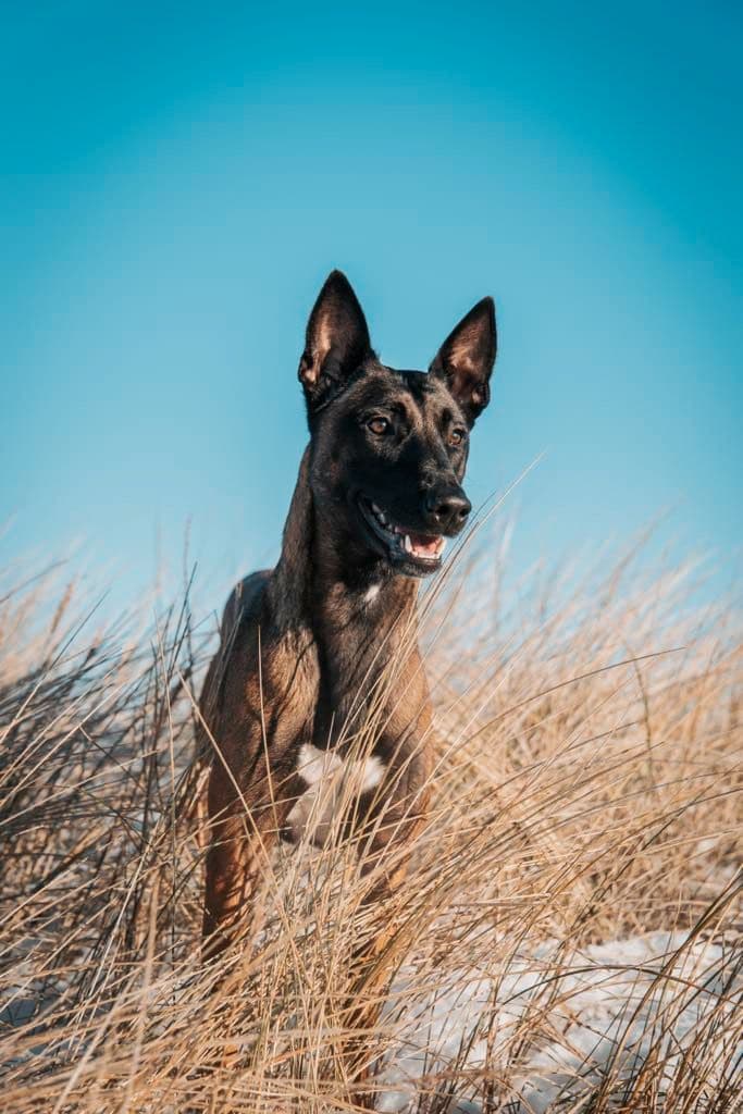 Malinois valper