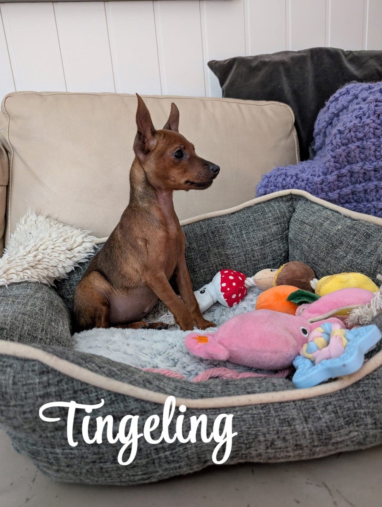 🧡💛💫⭐ Dvergpinscher valp Tingeling