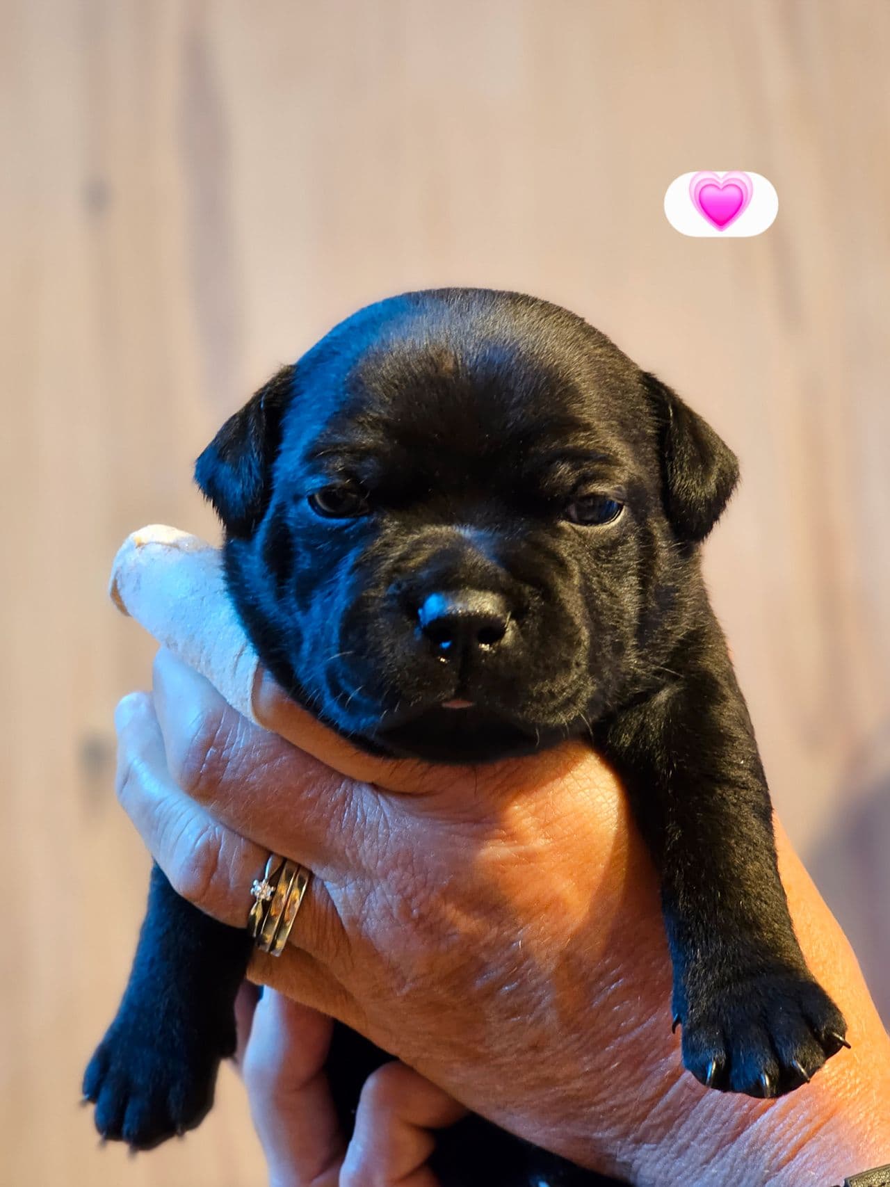 Staffordshire bull Terrier
