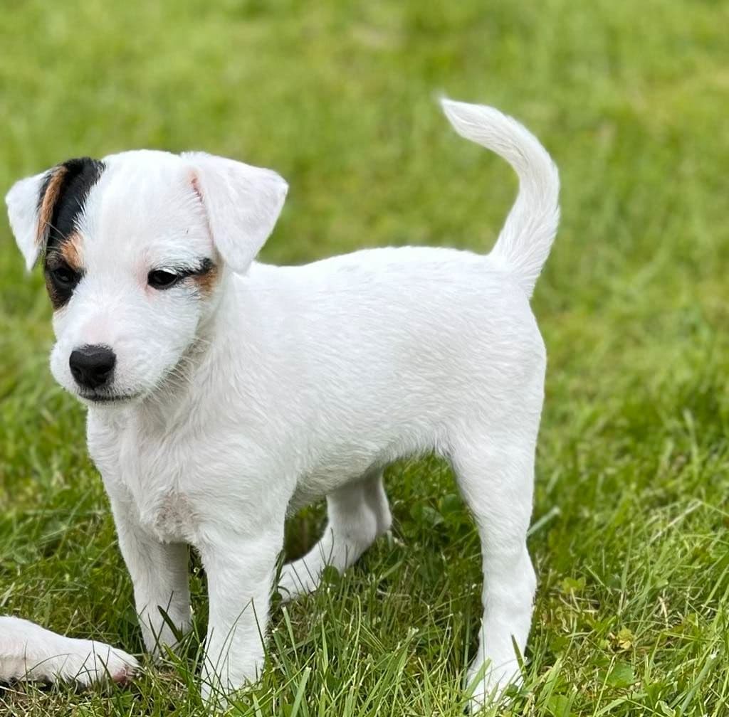Parson Russel Terrier valp.