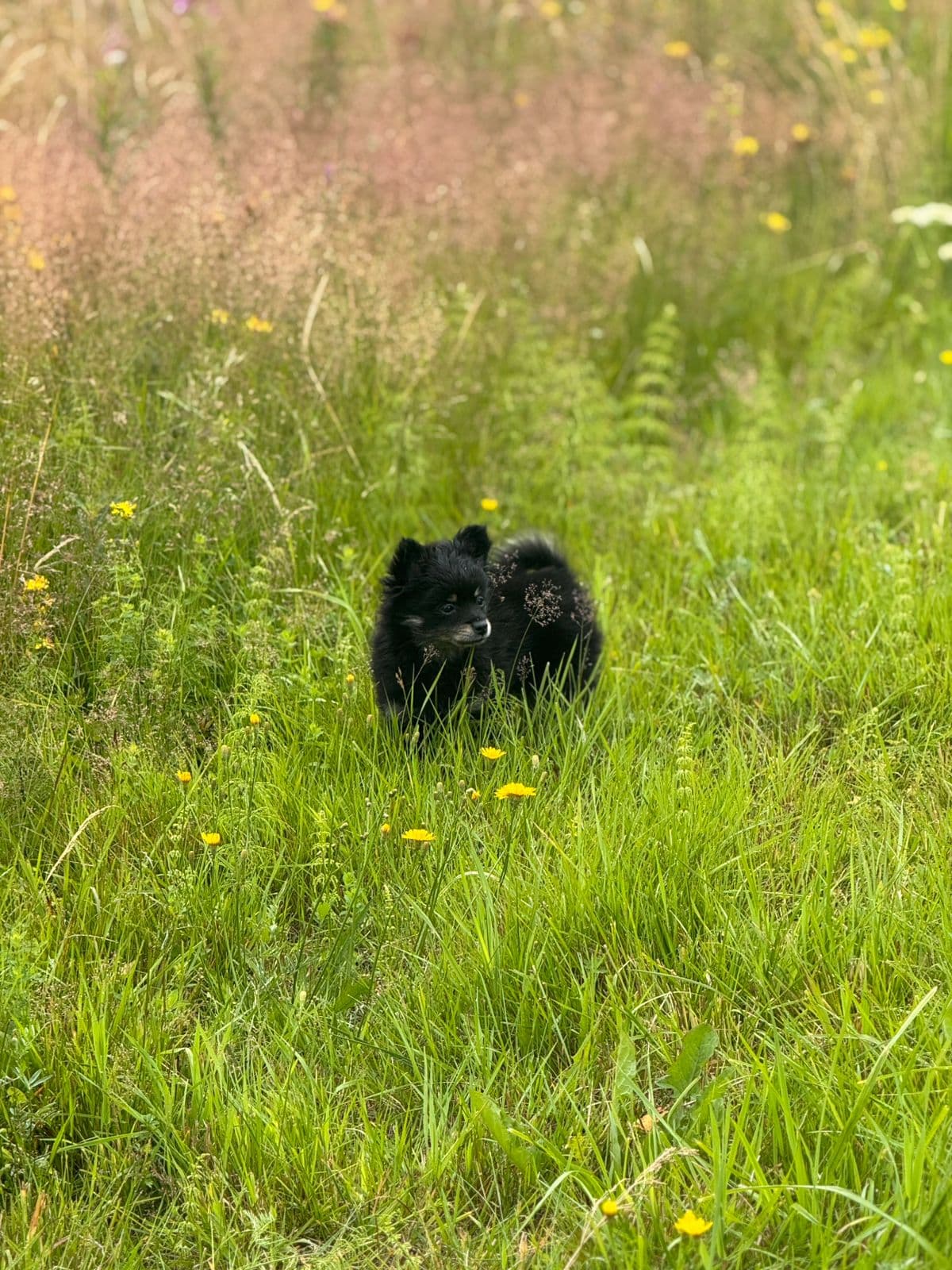 Pomeranian jente valp leveringsklar