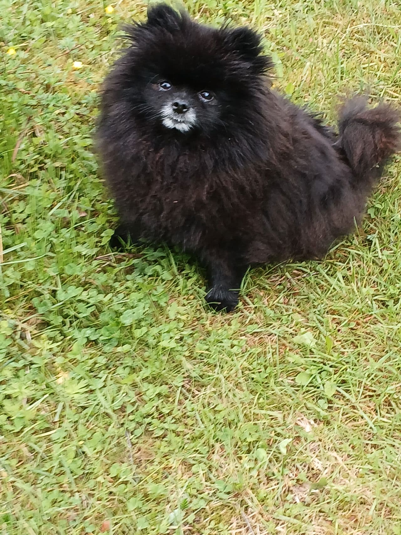 Pomeranian  tispe