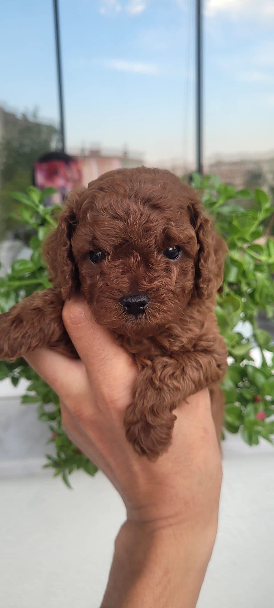 Søte Toy Poodle valper kommer snart til Norge – registrer interesse nå!