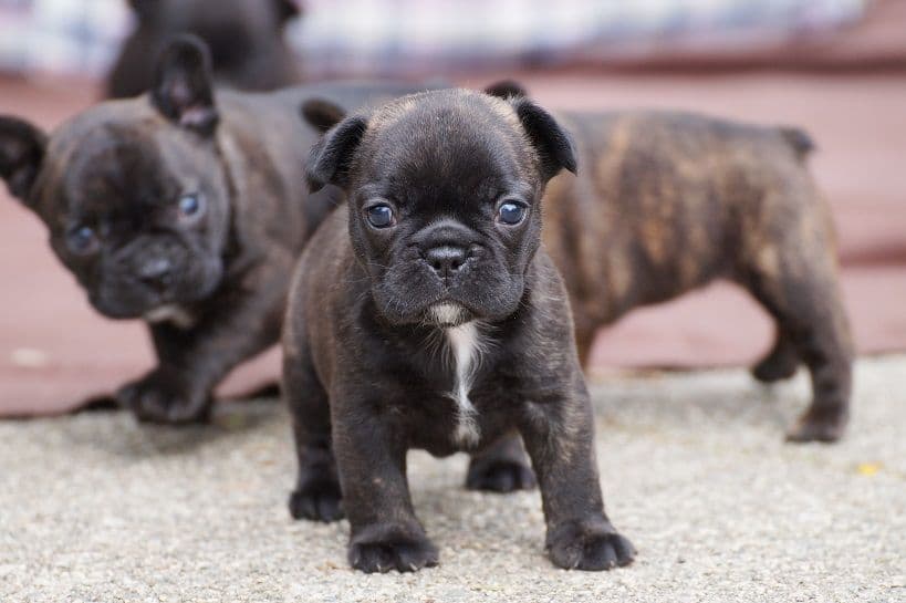 Fransk Bulldog valper