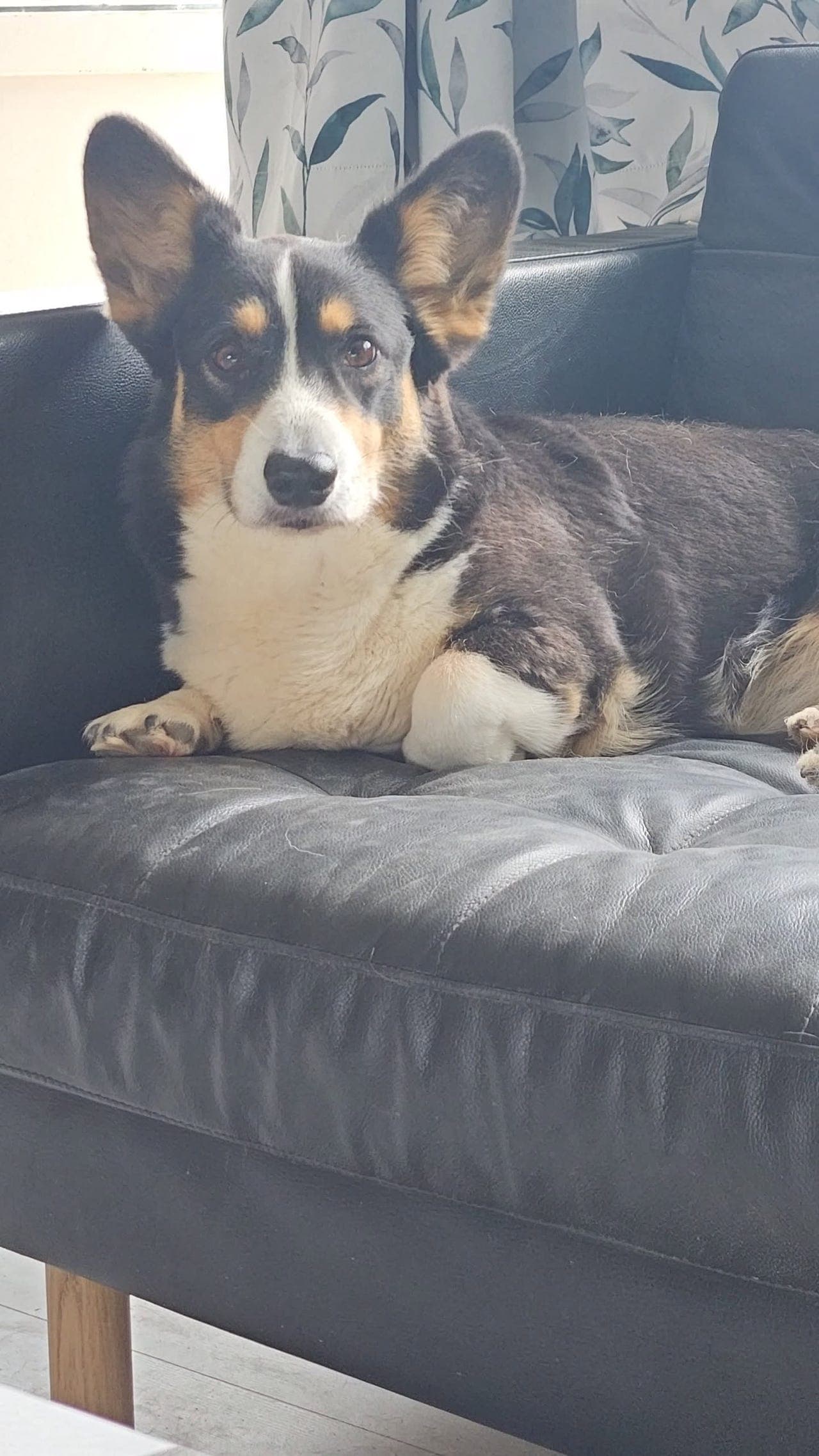 Welsh corgi cardigan