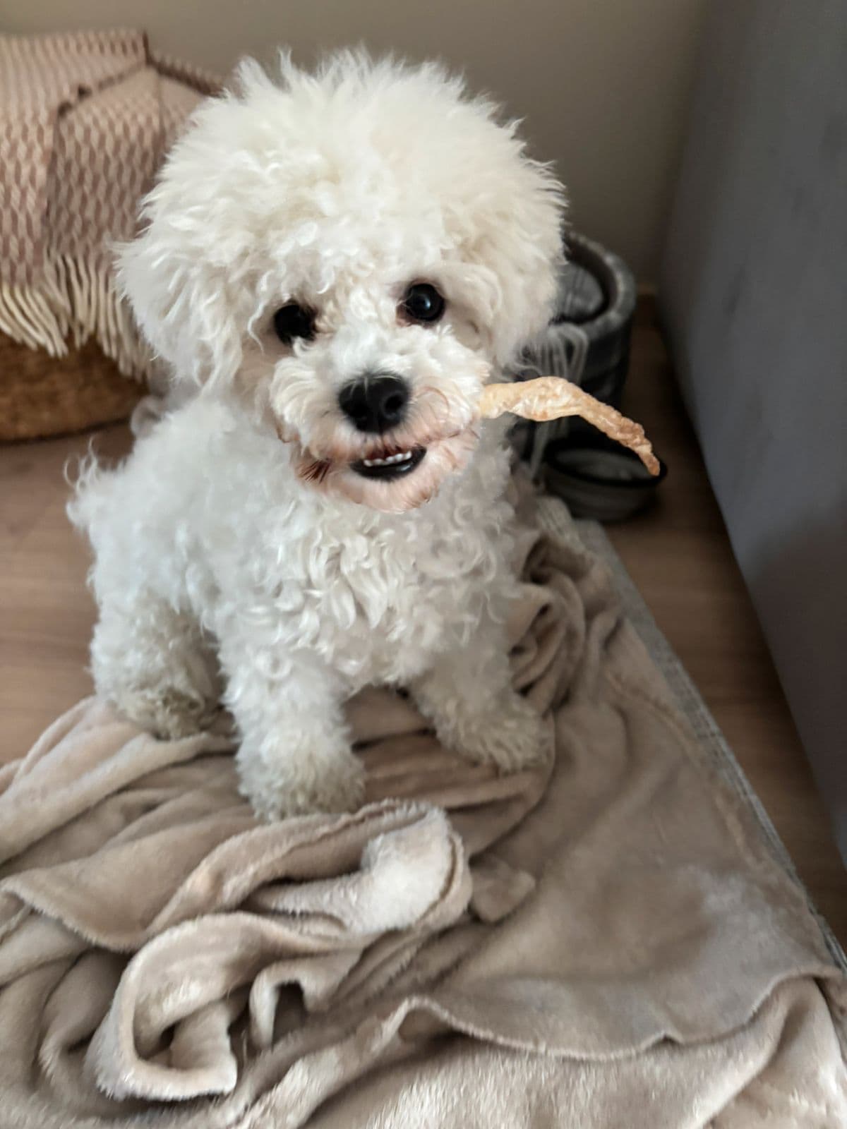 Verdens søteste Bichon Frise valp søker nytt hjem