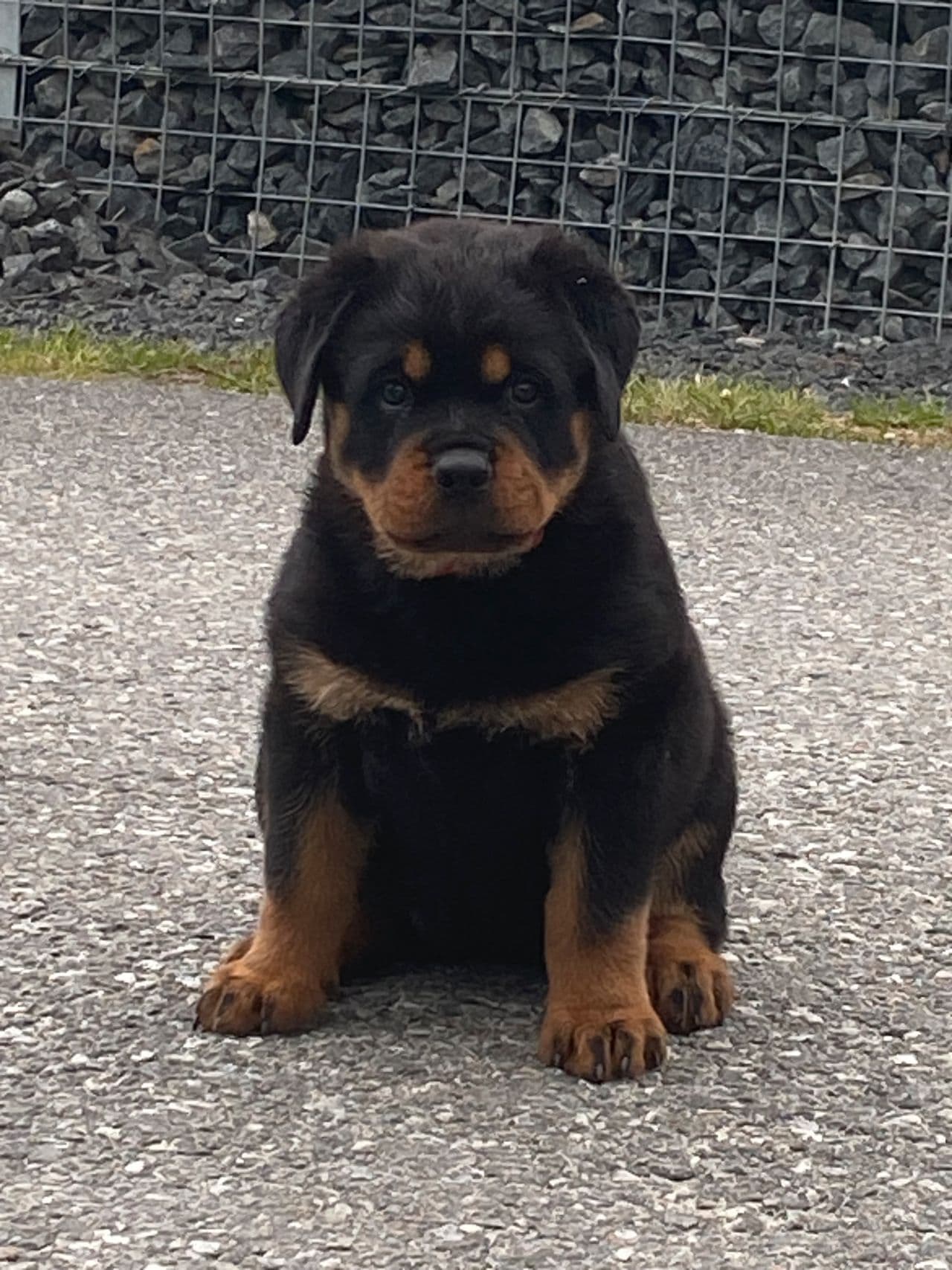 Leveringsklar Rottweiler valp vurderes solgt