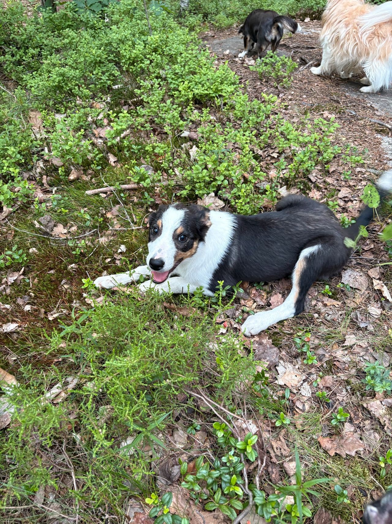 Border collie valp