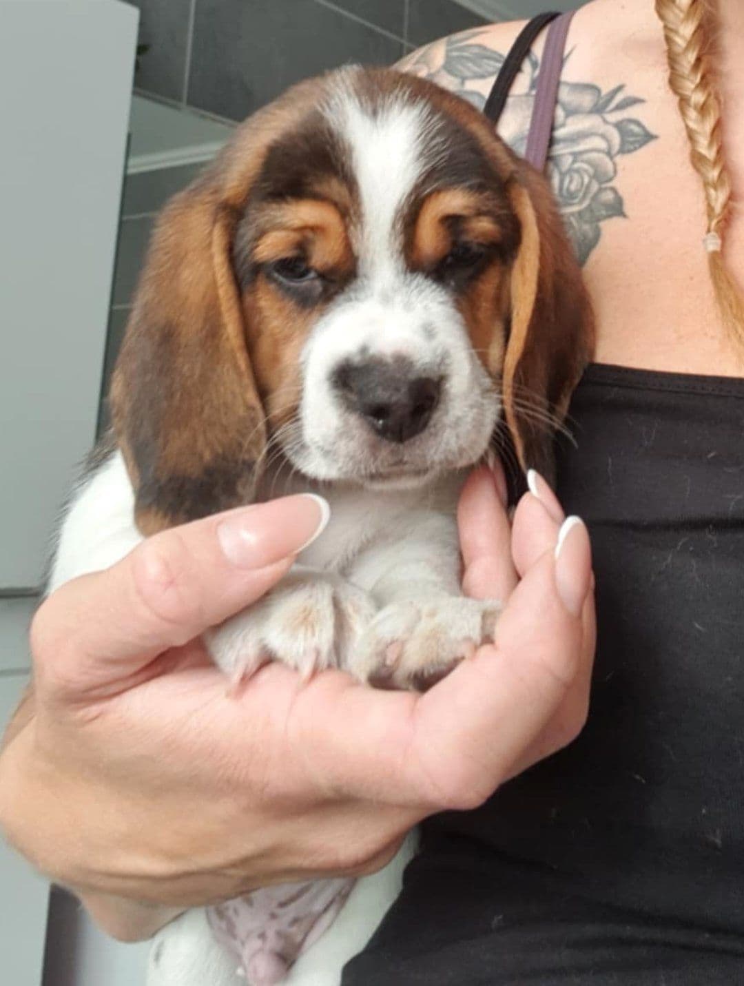 Beagle valper tilgjengelig!