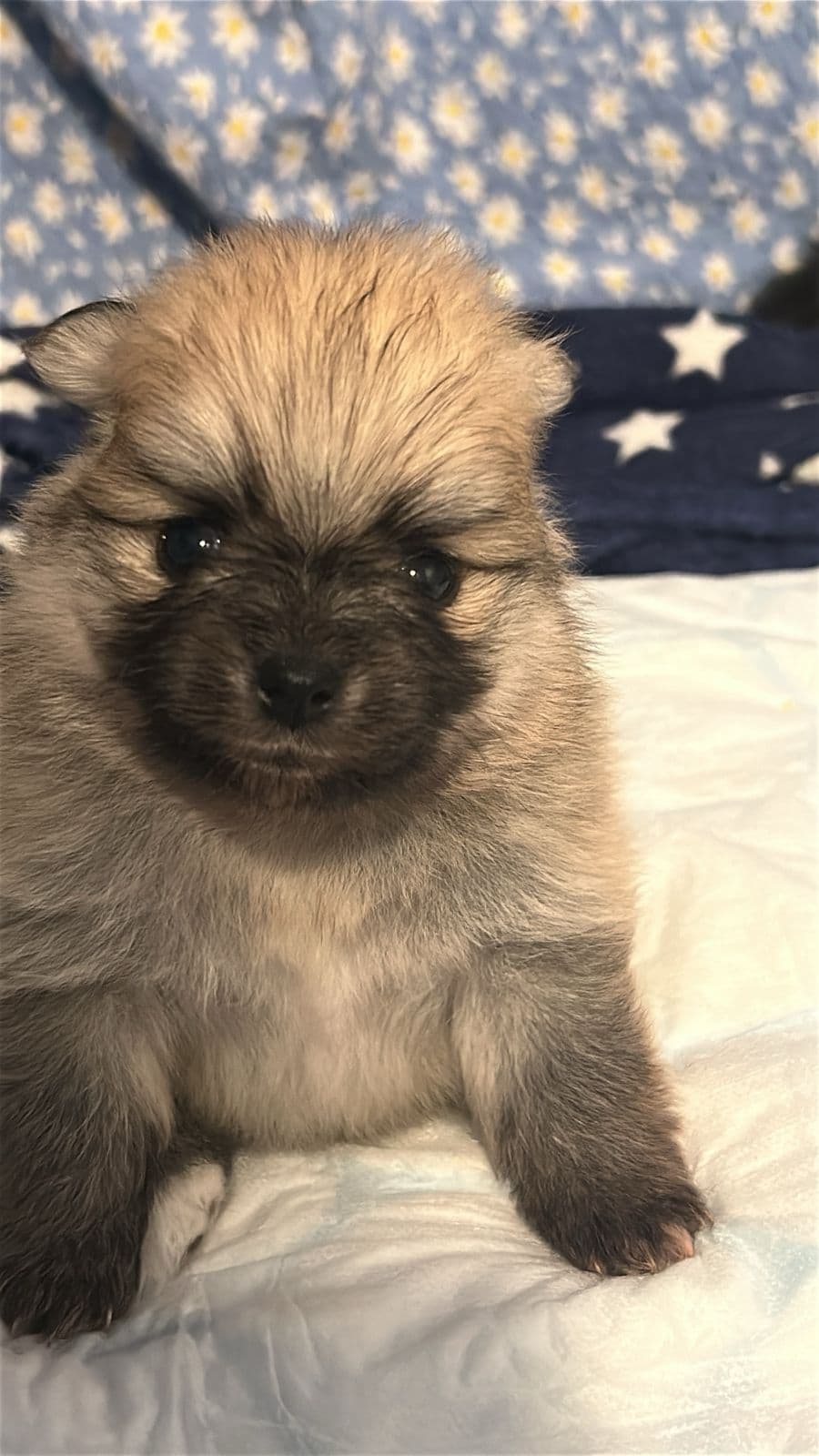 Nydelige pomeranian gutter til salgs