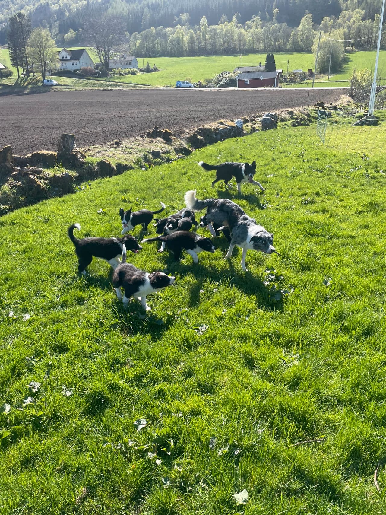 Leveringsklare Border collie valper til salgs