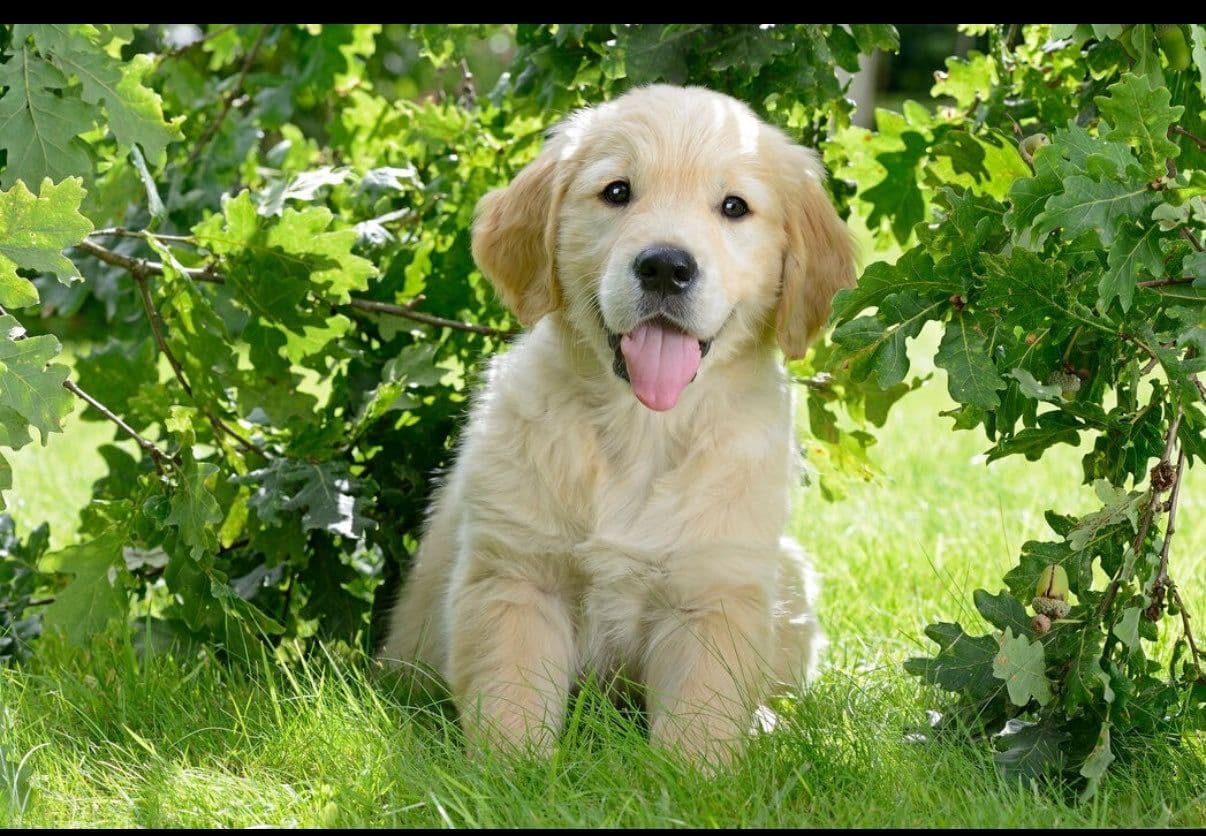 Golden Retriever valper