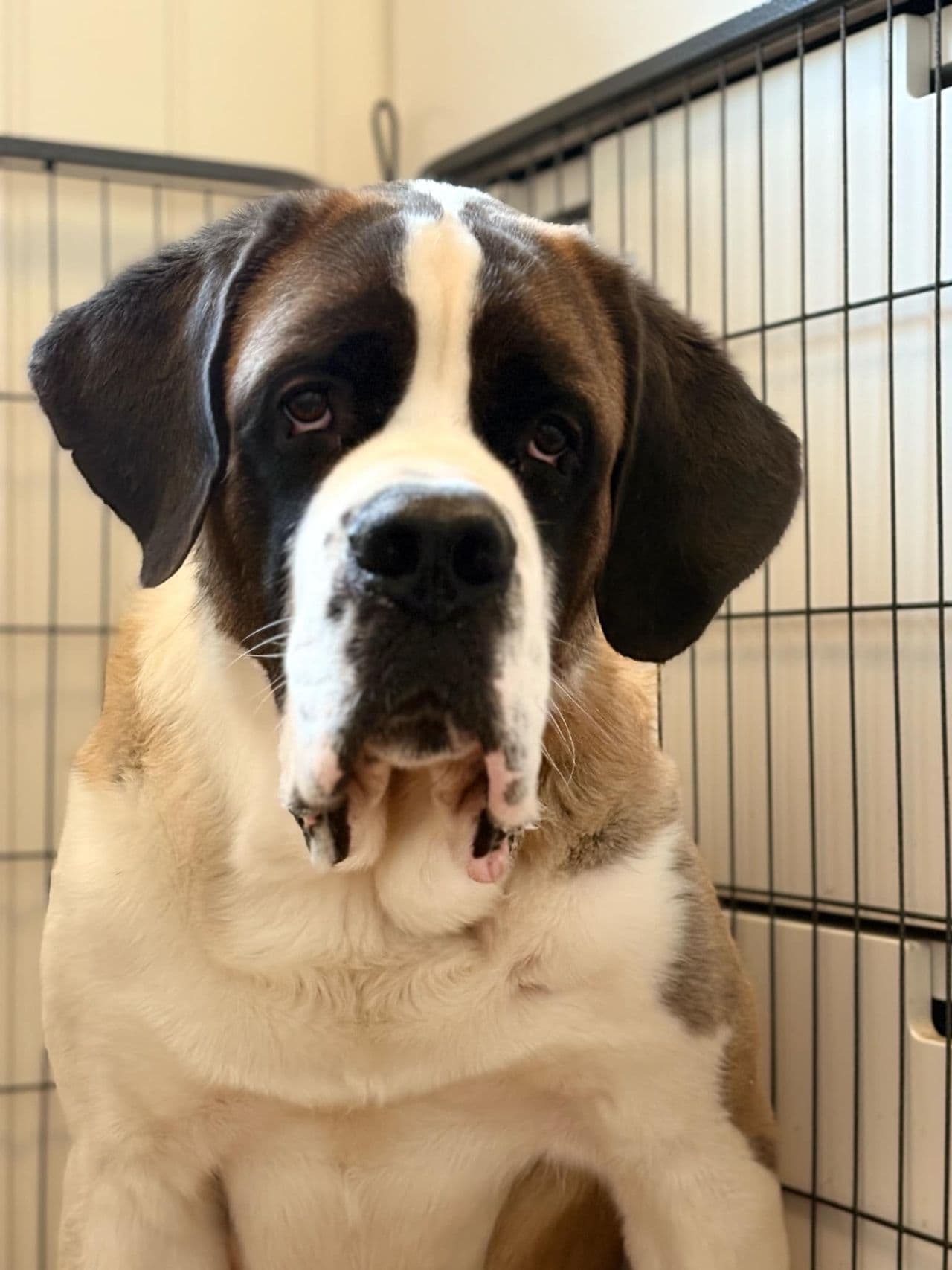Sankt Bernhardshund korthåret